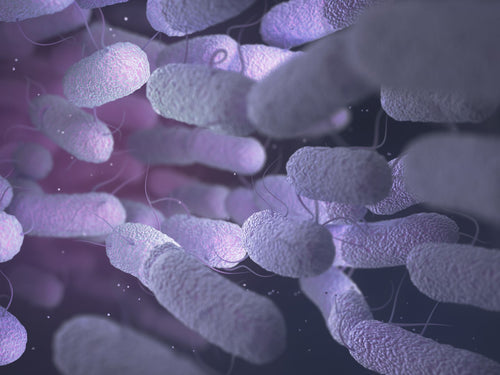 Lactobacillus Reuteri