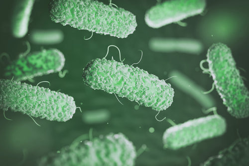 Lactobacillus paracasei