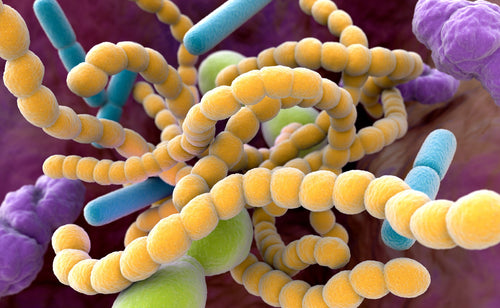Lactobacillus Rhamnosus